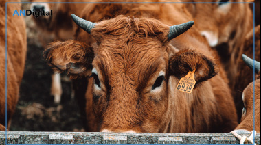 Limousin gana protagonismo en el boom ganadero: “Es la herramienta para meter kilos”