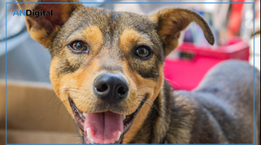 Día Mundial del Perro: el animal que más se ama es también el que más se abandona
