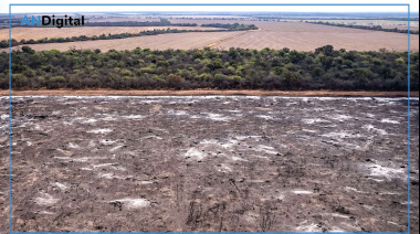 Ecocidio en el norte argentino: más de 40 mil hectáreas deforestadas en seis meses