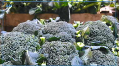 “Producción Verde”: jornada de promoción hortícola en La Plata