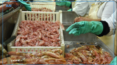 Langostino y merluza: el salto que empujó los desembarques de pesca en 2026