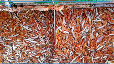 Langostino y merluza: el salto que empujó los desembarques de pesca en 2026