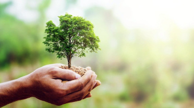 Día del Árbol: el rol de los árboles frente al calor y el cambio climático