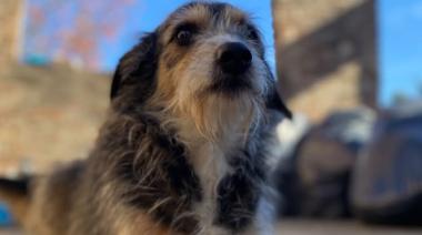 Buscan a Felipe, el perrito de Florencio Varela que se volvió viral tras desaparecer
