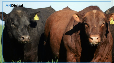 Llega a Cañuelas la Semana Angus de Primavera: la gran cita de la genética y los negocios ganaderos