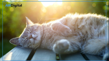 Primavera con gatos: qué cambia con los días más cálidos y cómo acompañarlos
