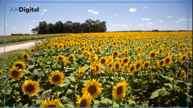 Euforia girasolera: “Los precios internacionales siguen estando extraordinariamente altos”