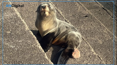 Sorpresa en Quilmes: apareció un lobo marino en las escalinatas que bajan al río