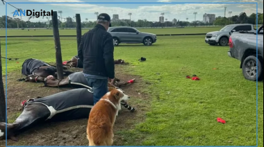 Cayó un rayo en el Jockey Club de San Isidro y mató a 4 yeguas de polo