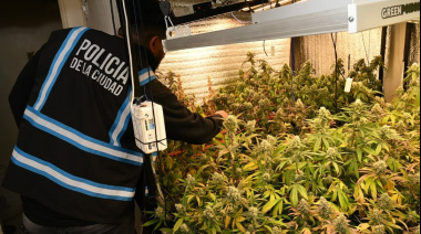 Fueron a buscar armas por una causa de violencia de género y encontraron 52 plantas de marihuana