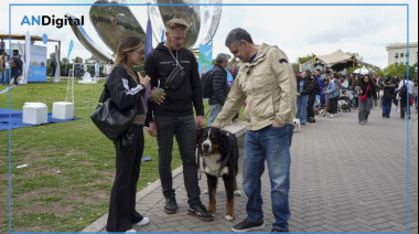La Ciudad impulsa una ley para que cada perro y gato tenga un número único de identificación