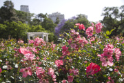 Poda anual del Rosedal de Palermo: se reparten tallos a los vecinos