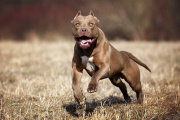 Tragedia en La Plata: Un nene de 2 años fue asesinado por tres perros pitbull