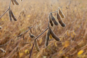 Soja en retroceso: dos millones de hectáreas fuera del mapa agrícola