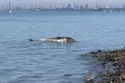 Encontraron una ballena sin vida encallada en la costa de Vicente López