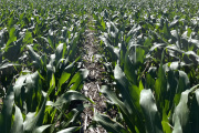 Se derrumba la inversión del agro