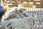 La zafra lanera creció en volumen y en valor con destino a exportación