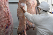 La tipificación bovina ya alcanza al 95 % de la faena nacional