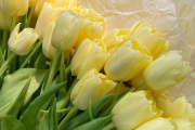 El 21 de septiembre y la moda de regalar flores amarillas en Argentina