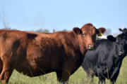 El Gobierno amplió el beneficio para la exportación de carne bovina y avícola