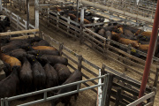 Nuevo protocolo para gestionar el riesgo del rodeo en el Mercado de Cañuelas