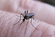 Médicos bonaerenses alertan por el dengue y piden un plan nacional para prevenir una epidemia