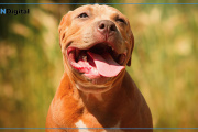 Joven pierde un dedo al proteger a su mascota de un pitbull en Melchor Romero