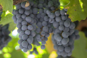 “Más que preocupante” situación en la industria del vino nacional