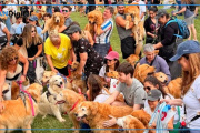 Ola Dorada en Palermo: miles de Golden Retriever lograron un nuevo récord mundial en Buenos Aires