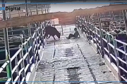 Un toro atacó a un trabajador en un frigorífico de Quilmes y le provocó graves heridas