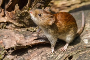 Alerta por hantavirus en la Provincia de Buenos Aires: refuerzan la prevención