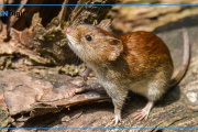 Alerta por hantavirus en la Provincia de Buenos Aires: refuerzan la prevención