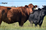 Argentina potencia la genética bovina con tecnología reproductiva de alto valor