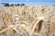 El campo apuesta a otra gran campaña: optimismo en el sudoeste pese al aumento de costos