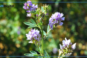 Exponencial crecimiento de las exportaciones de alfalfa