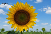 Las exportaciones del complejo girasolero marcaron el récord de los últimos 20 años