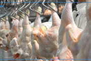 Argentina vuelve a exportar carne aviar a Chile y Perú