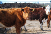 El peso promedio de faena de la ganadería argentina alcanzó una cifra récord