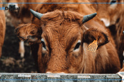 Limousin gana protagonismo en el boom ganadero: “Es la herramienta para meter kilos”