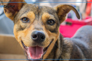 Día Mundial del Perro: el animal que más se ama es también el que más se abandona