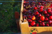 Otro hito para la Denominación de Origen de la Cereza de Los Antiguos