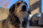 Buscan a Felipe, el perrito de Florencio Varela que se volvió viral tras desaparecer