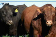 Llega a Cañuelas la Semana Angus de Primavera: la gran cita de la genética y los negocios ganaderos