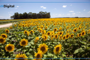 Euforia girasolera: “Los precios internacionales siguen estando extraordinariamente altos”