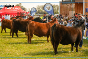 Semana Angus de Primavera en Cañuelas: 60.000 cabezas vendidas y una valiosa genética