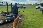 Cayó un rayo en el Jockey Club de San Isidro y mató a 4 yeguas de polo