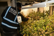 Fueron a buscar armas por una causa de violencia de género y encontraron 52 plantas de marihuana