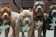 Los Hornos: una mujer fue atacada por dos pitbulls y sufrió heridas en brazos y piernas
