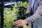 “No más presos y presas por cultivar cannabis en Argentina”